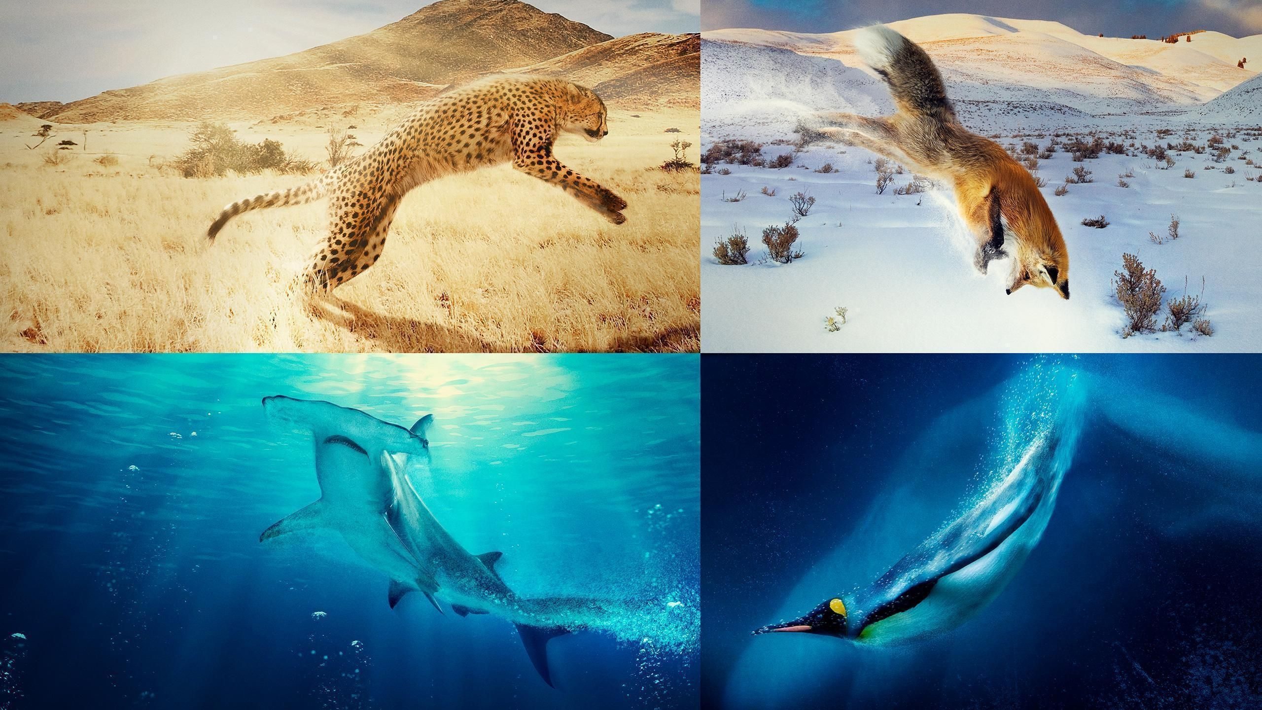 Backdrop poster for A Year on Planet Earth