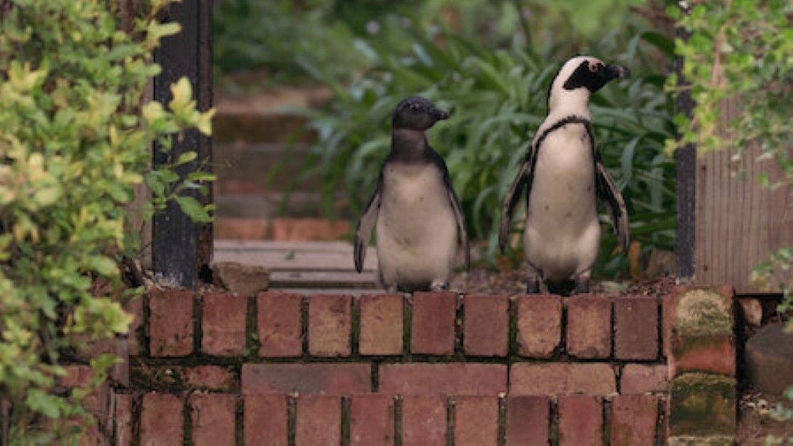 Backdrop poster for Penguin Town (2021)