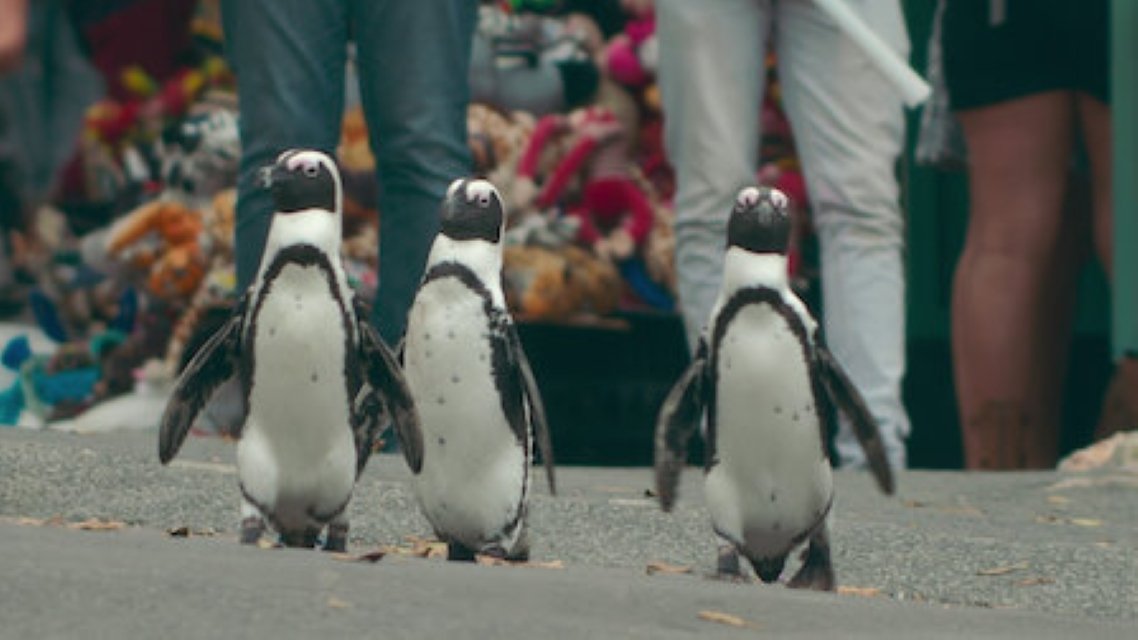 Backdrop poster for Penguin Town (2021)