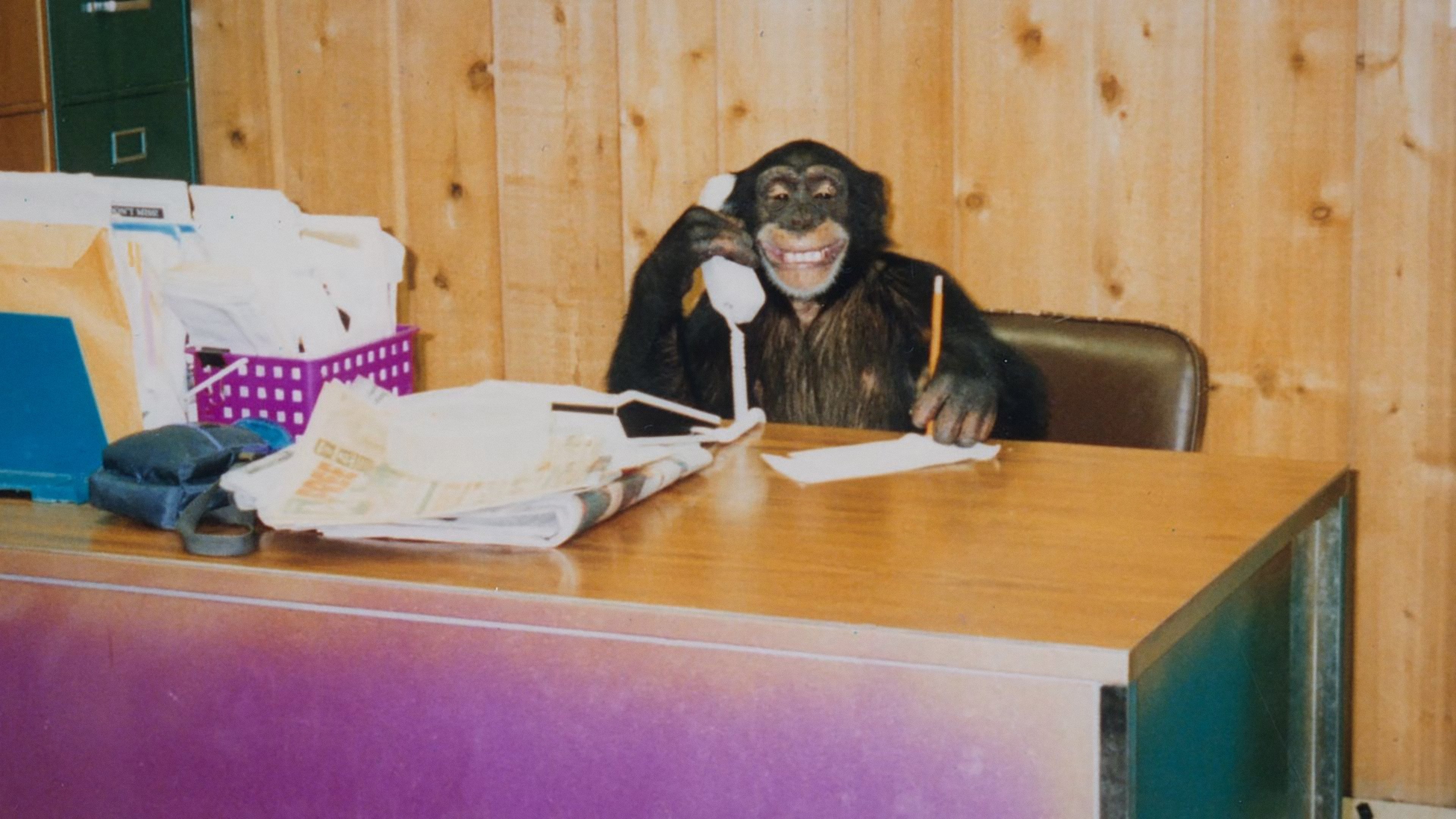 Backdrop poster for Chimp Crazy (2024)