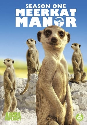 Poster for Meerkat Manor: Season 1