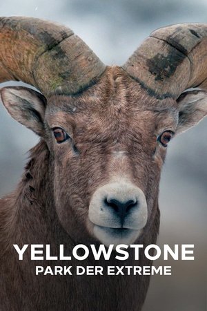 Poster for Epic Yellowstone: Season 1