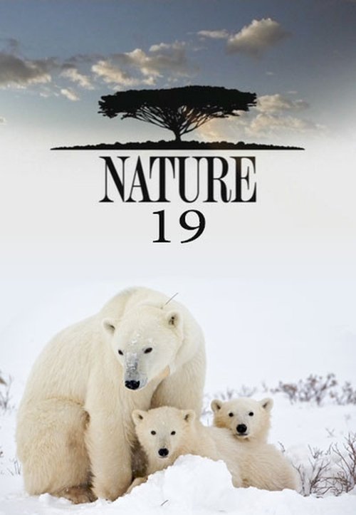 Poster for Season 19