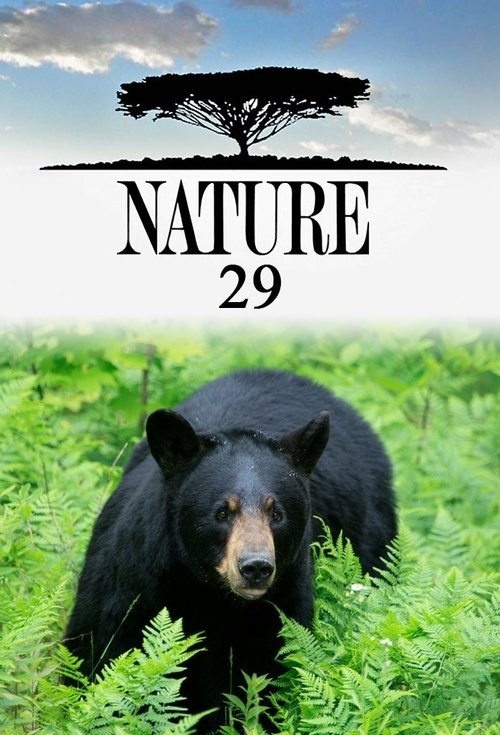 Poster for Season 29