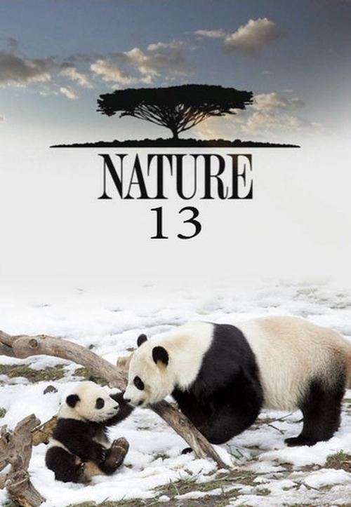 Poster for Season 13