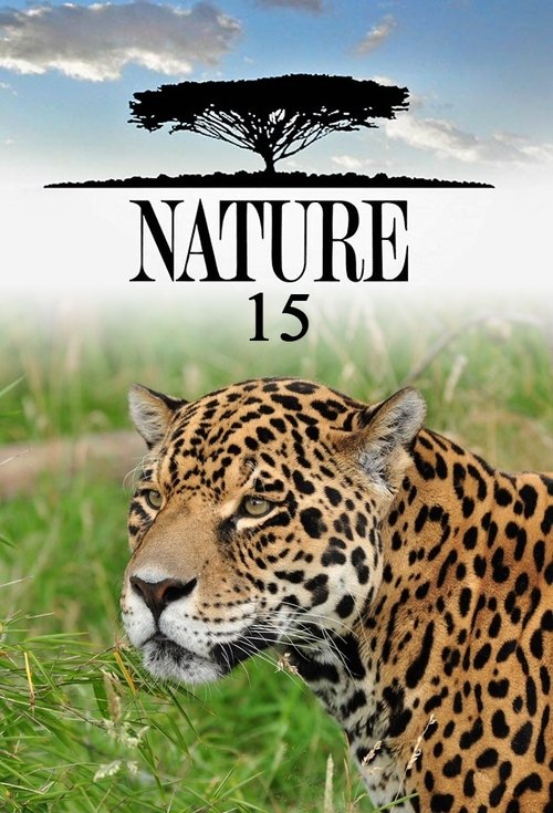 Poster for Season 15