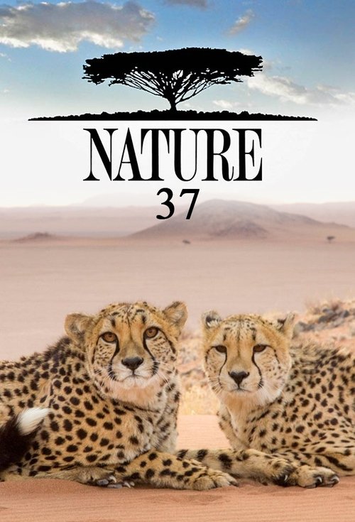 Poster for Season 37