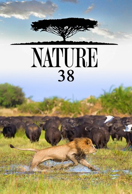 Poster for Season 38