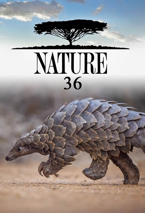 Poster for Season 36