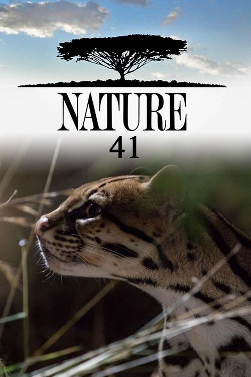 Poster for Season 41