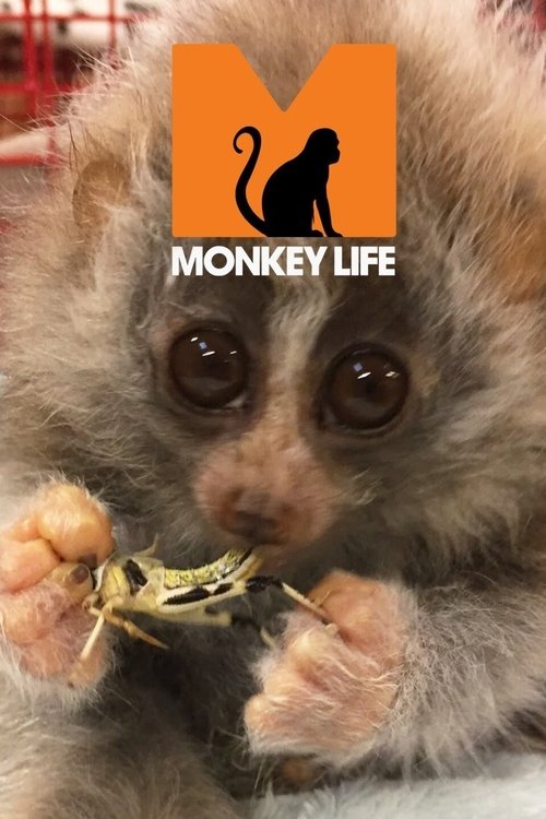 Poster for Monkey Life