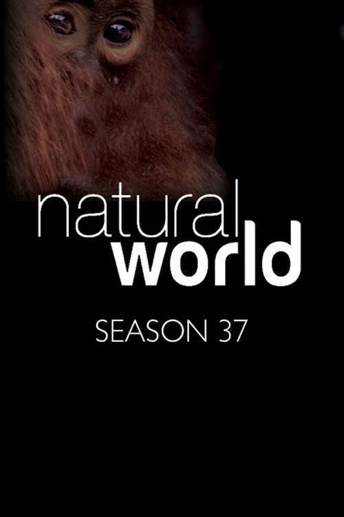 Poster for Season 37