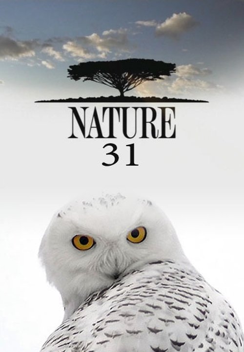 Poster for Season 31